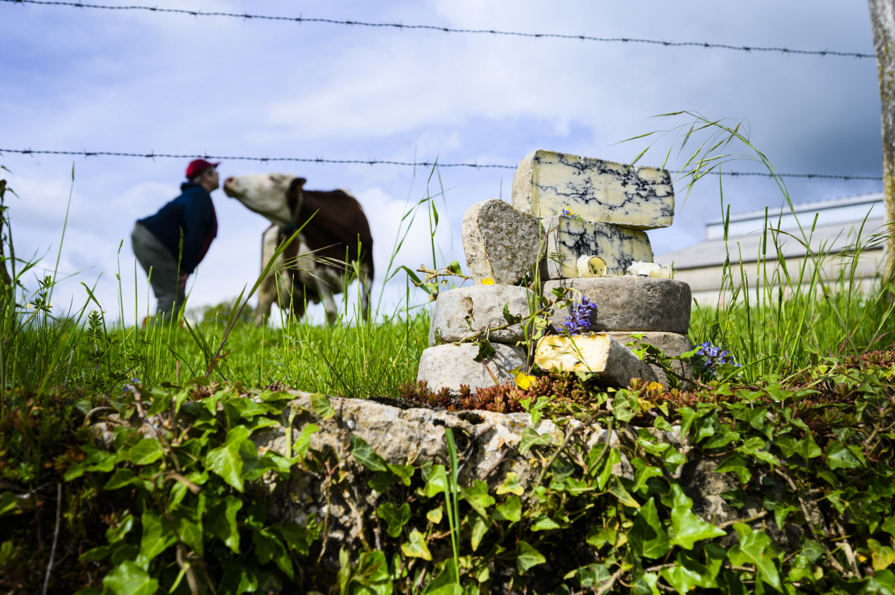 decouverte-de-nos-fromages